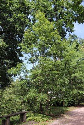 Quercus castaneifolia 'Greenspire' - dub kaštanolistý - celek